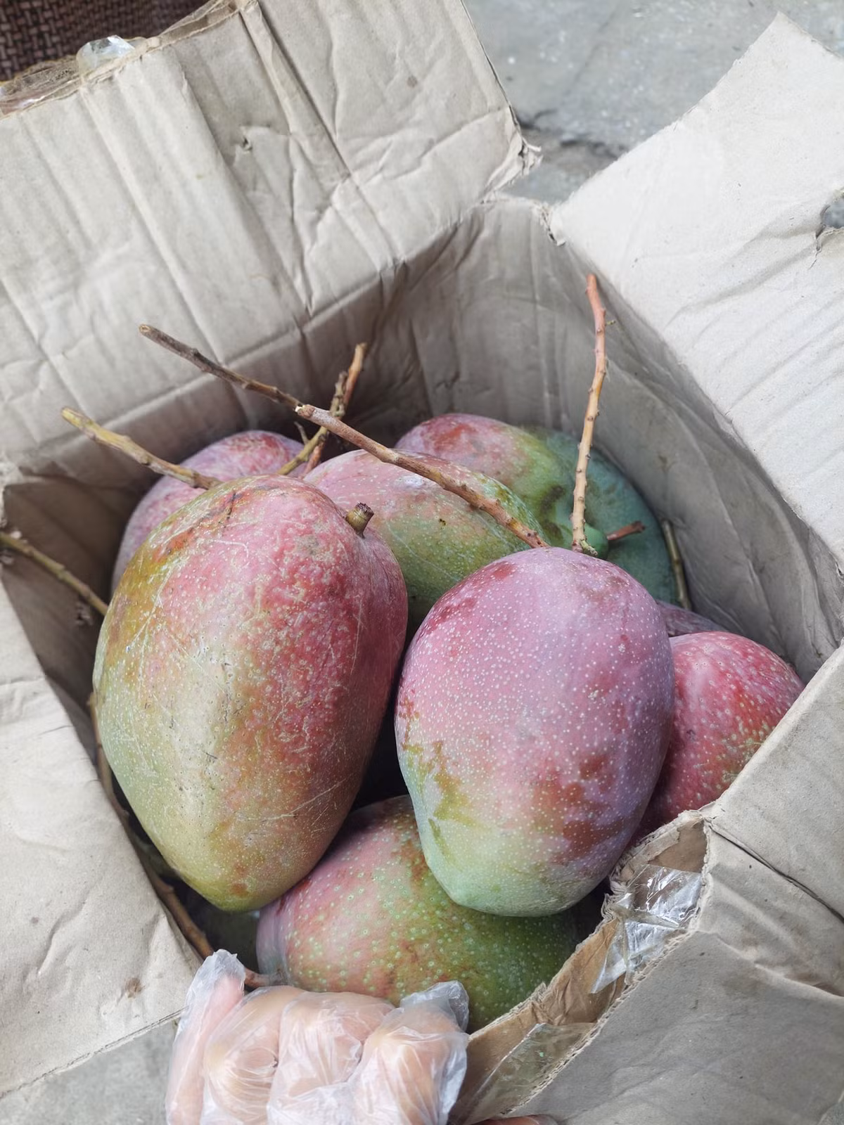 Khi chưa chín, giống xoài này có màu xanh như nhiều loại xoài khác. Khi chín, quả dần chuyển sang màu tím mắt bắt.