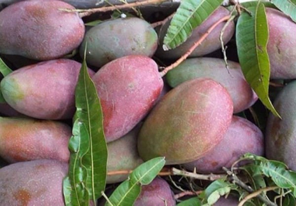 Cách đây vài năm, xoài tím từng gây “sốt” trên thị trường. Khi mới xuất hiện ở Hà Nội, giống xoài lạ mắt này được bày bán nhiều trên các vỉa hè.