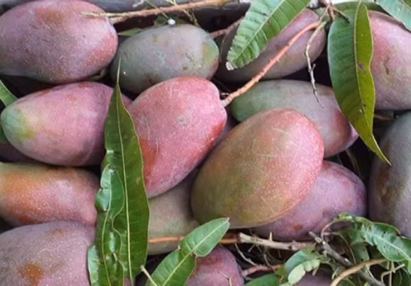 Cách đây vài năm, xoài tím từng gây “sốt” trên thị trường. Khi mới xuất hiện ở Hà Nội, giống xoài lạ mắt này được bày bán nhiều trên các vỉa hè.