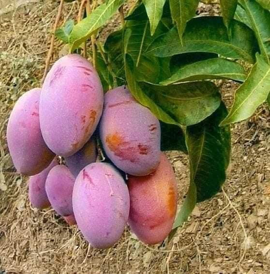 Xoài tím được trồng phổ biến ở một số tỉnh phía Nam và Sơn La. Giống xoài lạ mắt này có nguồn gốc từ một loại xoài của Đài Loan.