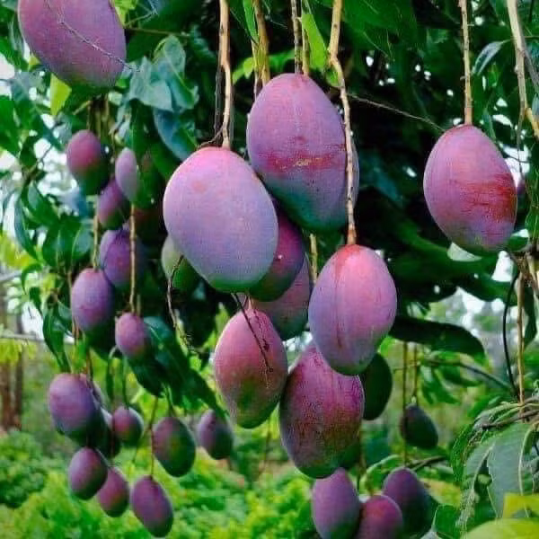 Mỗi cân xoài tím có giá trung bình từ 20.000 – 55.000 đồng/kg. Do màu tím bắt mắt nên nhiều người muốn mua thử về ăn.