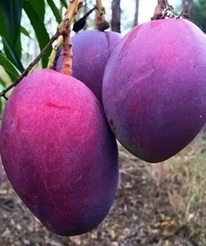 Có màu sắc lạ mắt, giống xoài tím thu hút sự quan tâm của nhiều khách hàng. Nguồn ảnh: Facebook