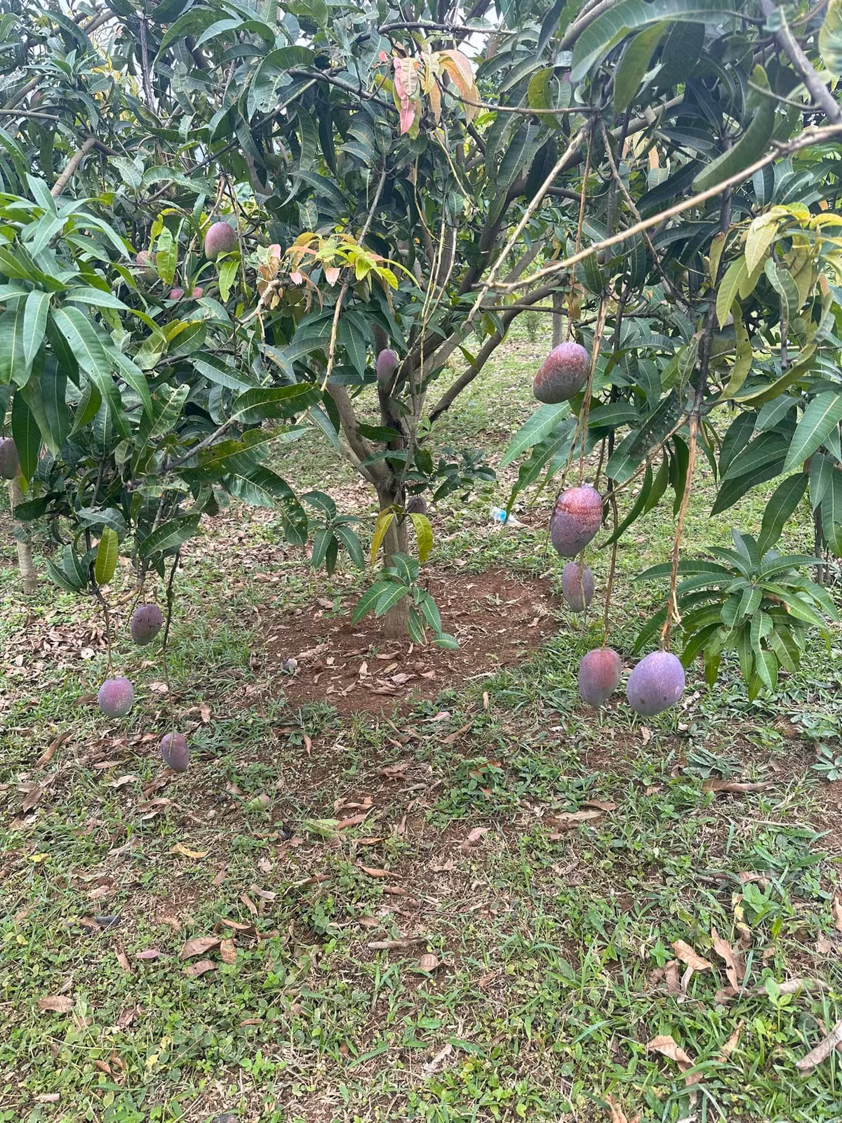 Một đặc điểm nữa của xoài tím là hạt lép, khi xanh ăn rất giòn, khi chín ăn sẽ mềm, ngọt, thơm đặc trưng.