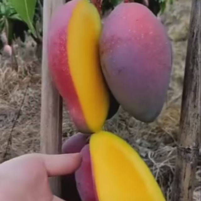 Ruột xoài màu vàng sậm, vị ngọt mát và thơm.