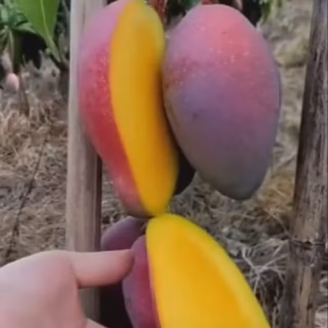 Ruột xoài màu vàng sậm, vị ngọt mát và thơm.