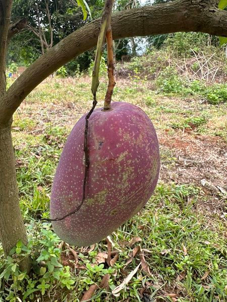 Mỗi trái xoài khi chín có thể đạt trọng lượng "khủng", từ 1 - 1,5 kg.