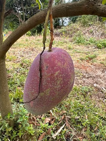 Mỗi trái xoài khi chín có thể đạt trọng lượng "khủng", từ 1 - 1,5 kg.