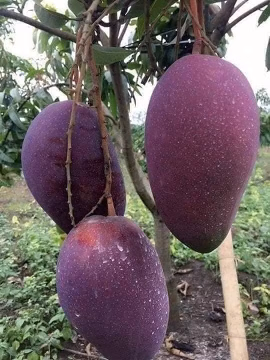 Xoai tim “khong lo” ban khap cho mang, chi tu 20.000 dong/kg