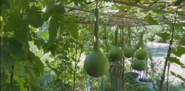 Tại Canada, danh ca Chế Linh sở hữu khu vườn trồng các loại rau, củ, quả truyền thống của Việt Nam cho vơi bớt nỗi nhớ quê nhà. Ảnh chụp màn hình