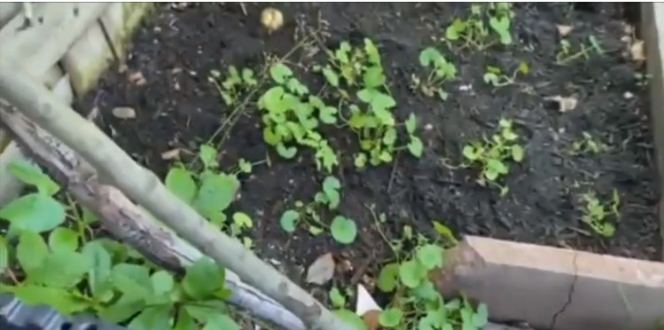 Dưới vườn, nam danh ca còn trồng rau má. Ảnh chụp màn hình