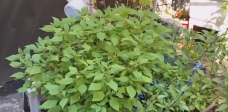 Bên cạnh đó, danh ca Chế Linh còn trồng rau gia vị như kinh giới, húng quế... Ảnh chụp màn hình