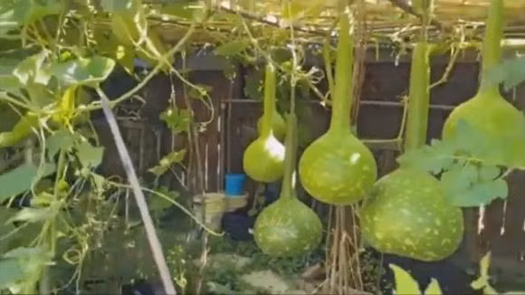 Những trái bầu hồ lô sai lúc lỉu như sắp gãy giàn. Ảnh chụp màn hình