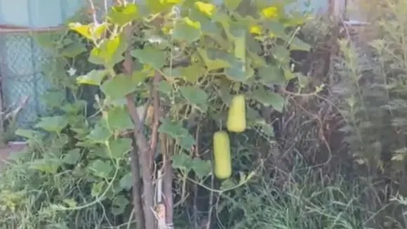 Giàn bầu xanh mướt và cho trái to. Ảnh chụp màn hình