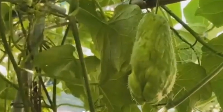 Ngoài các loại bầu còn có giàn su su. Ảnh chụp màn hình