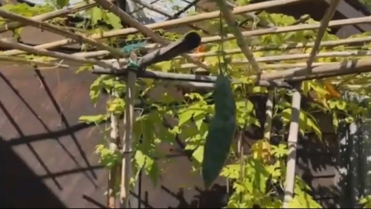 Mướp đắng trồng trong chậu cũng cho trái. Ảnh chụp màn hình