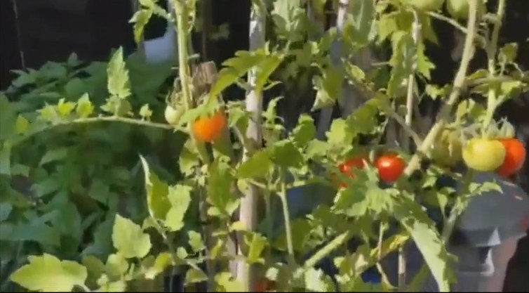 Cà chua bắt đầu chín đỏ. Ảnh chụp màn hình