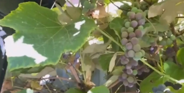 Ấn tượng nhất là giàn nho sai trĩu cành. Ảnh chụp màn hình