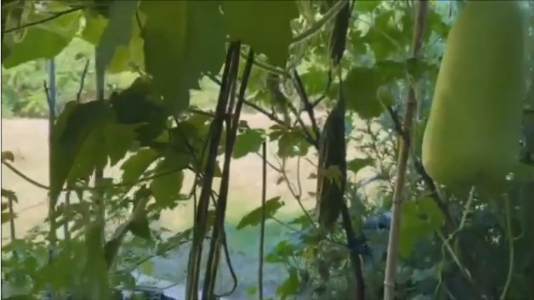 Mảnh vườn của danh ca Chế Linh rộng, tràn ngập ánh nắng do chính tay nam danh ca chăm sóc trong thời gian dịch COVID-19. Ảnh chụp màn hình.