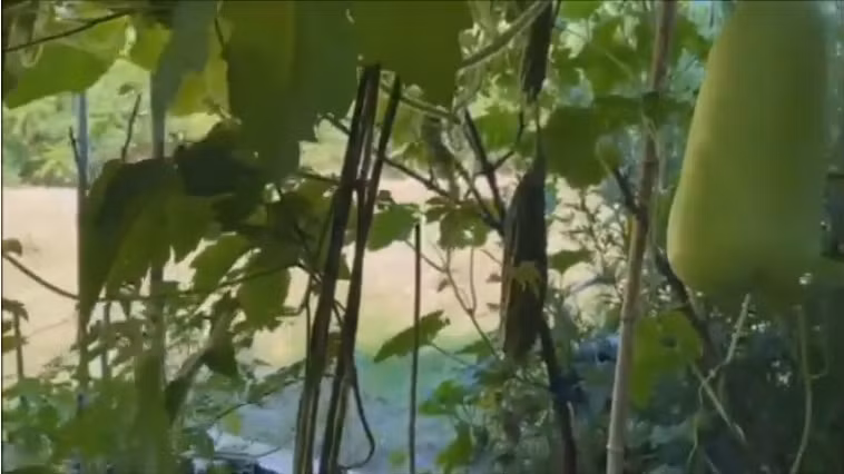 Mảnh vườn của danh ca Chế Linh rộng, tràn ngập ánh nắng do chính tay nam danh ca chăm sóc trong thời gian dịch COVID-19. Ảnh chụp màn hình.