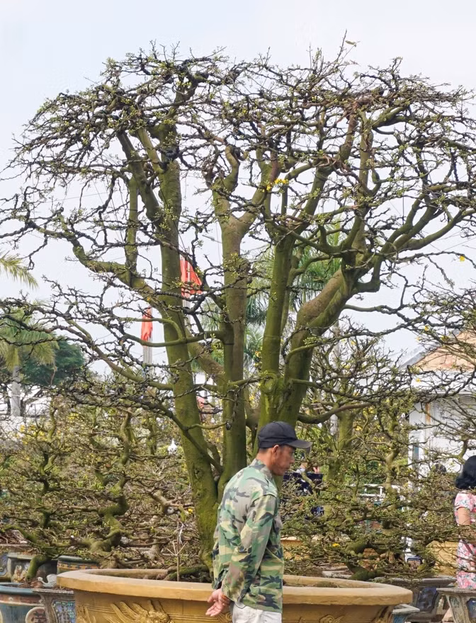 Đáng chú ý, "lão mai" 5 thân ngũ phúc có giá bán 3 tỷ đồng, giá thuê để chưng Tết là 100 triệu đồng. Ảnh: Dân trí