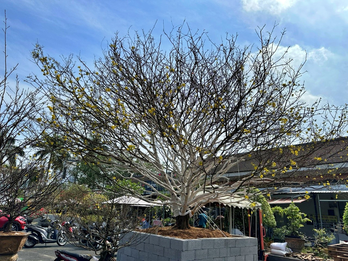 Cây mai có tuổi đời hơn 70 năm, sừng sững với thế đứng tuyệt đẹp, chiều cao vượt trội. Ảnh: Vietnamnet