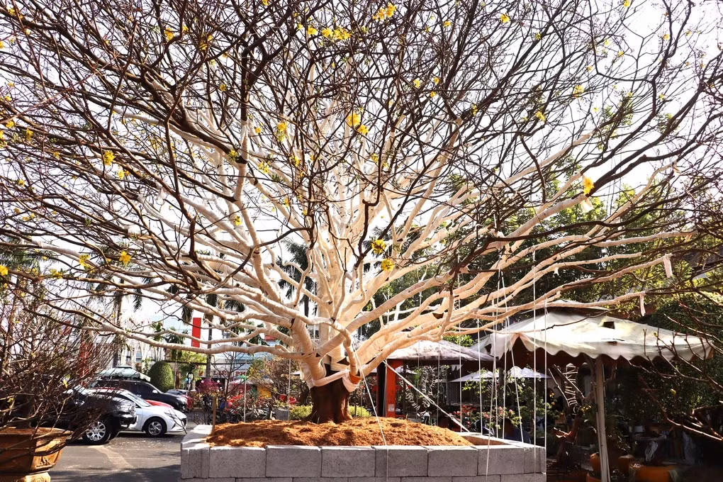 Tại chợ hoa Tết ở TP Cà Mau (tỉnh Cà Mau), nhiều người không khỏi thích thú, trầm trồ trước một cây mai vàng được rao bán 2 tỷ đồng. Ảnh: Dân trí