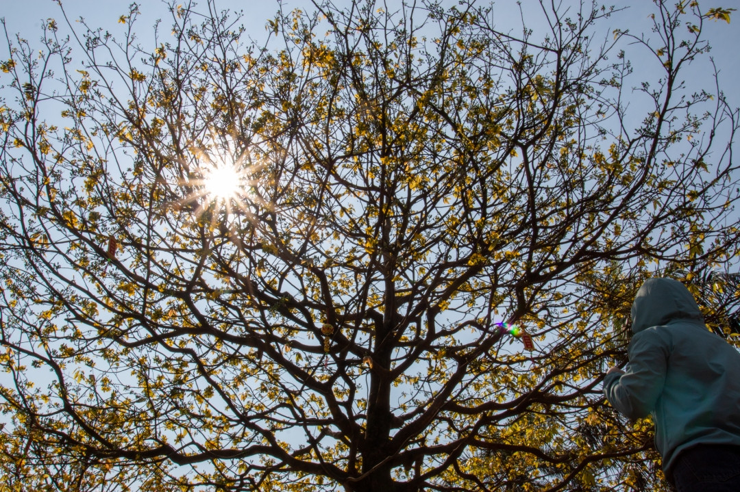 Cây mai hiện được chủ nhân rao bán 1,3 tỷ đồng. Ảnh: Baodaklak