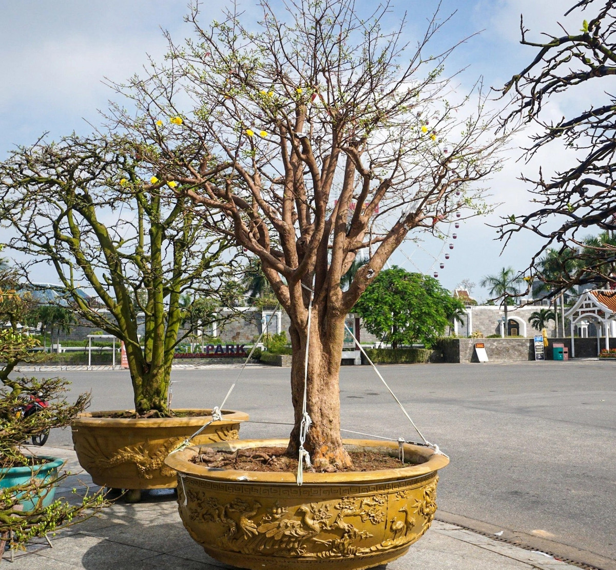 Đó là mai hồng điệp giống cúc nên búp to, đều và hoa chỉ nở rộ đúng một lần trong năm. Ảnh: Dân trí