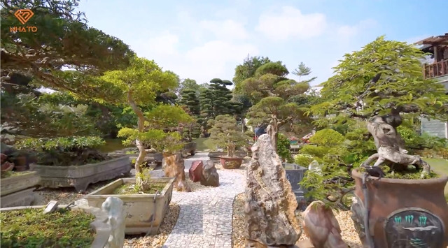 Bao quanh biệt thự là khu vườn rộng với nhiều loại bonsai khác nhau. Bên trái lối đi vào là khu vườn với những giống cây cảnh đến từ chính đất nước Việt Nam. Ảnh chụp màn hình NhaTo
