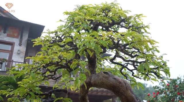 Nhiều cây có tuổi đời tới hơn 100 năm. Ảnh chụp màn hình NhaTo