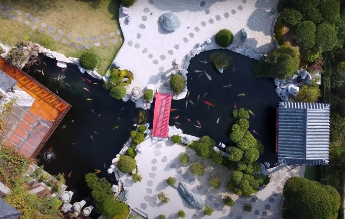 Một góc rất Nhật khác bên trong biệt phủ là hồ cá Koi được nhập khẩu hoàn toàn từ Nhật Bản. Ảnh chụp màn hình NhaTo