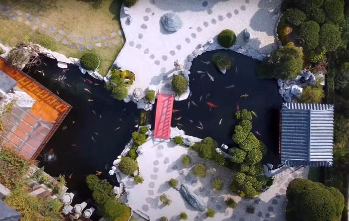 Một góc rất Nhật khác bên trong biệt phủ là hồ cá Koi được nhập khẩu hoàn toàn từ Nhật Bản. Ảnh chụp màn hình NhaTo