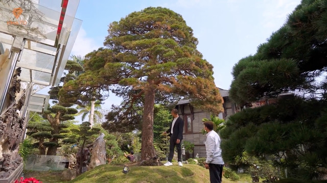 Bên phải lối vào là các cây, cá, sỏi đá của Nhật Bản. Cây đặc biệt nhất là thông lá đỏ quý hiểm, có dáng trực, biểu trưng cho sự hiên ngang, chính trực của bậc chính nhân quân tử. Ảnh chụp màn hình NhaTo