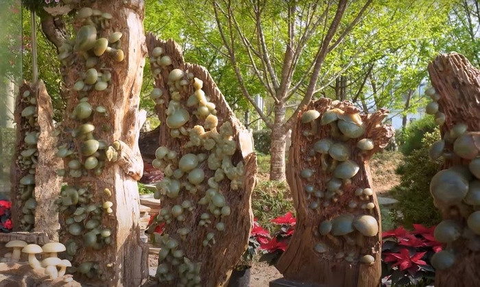 Bên cạnh vườn cây giá trị và có tuổi đời hàng trăm năm, doanh nhân Bùi Quang Ngọc còn sưu tầm đá ngọc và gỗ hóa thạch. Ảnh chụp màn hình NhaTo