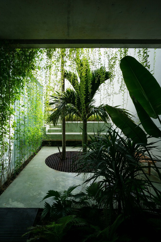 Điểm đặc biệt của căn nhà là khoảng sân vườn trên mái phía sau và hai cây cau với chiều cao xuyên suốt 3 tầng.