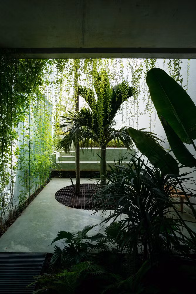 Điểm đặc biệt của căn nhà là khoảng sân vườn trên mái phía sau và hai cây cau với chiều cao xuyên suốt 3 tầng.