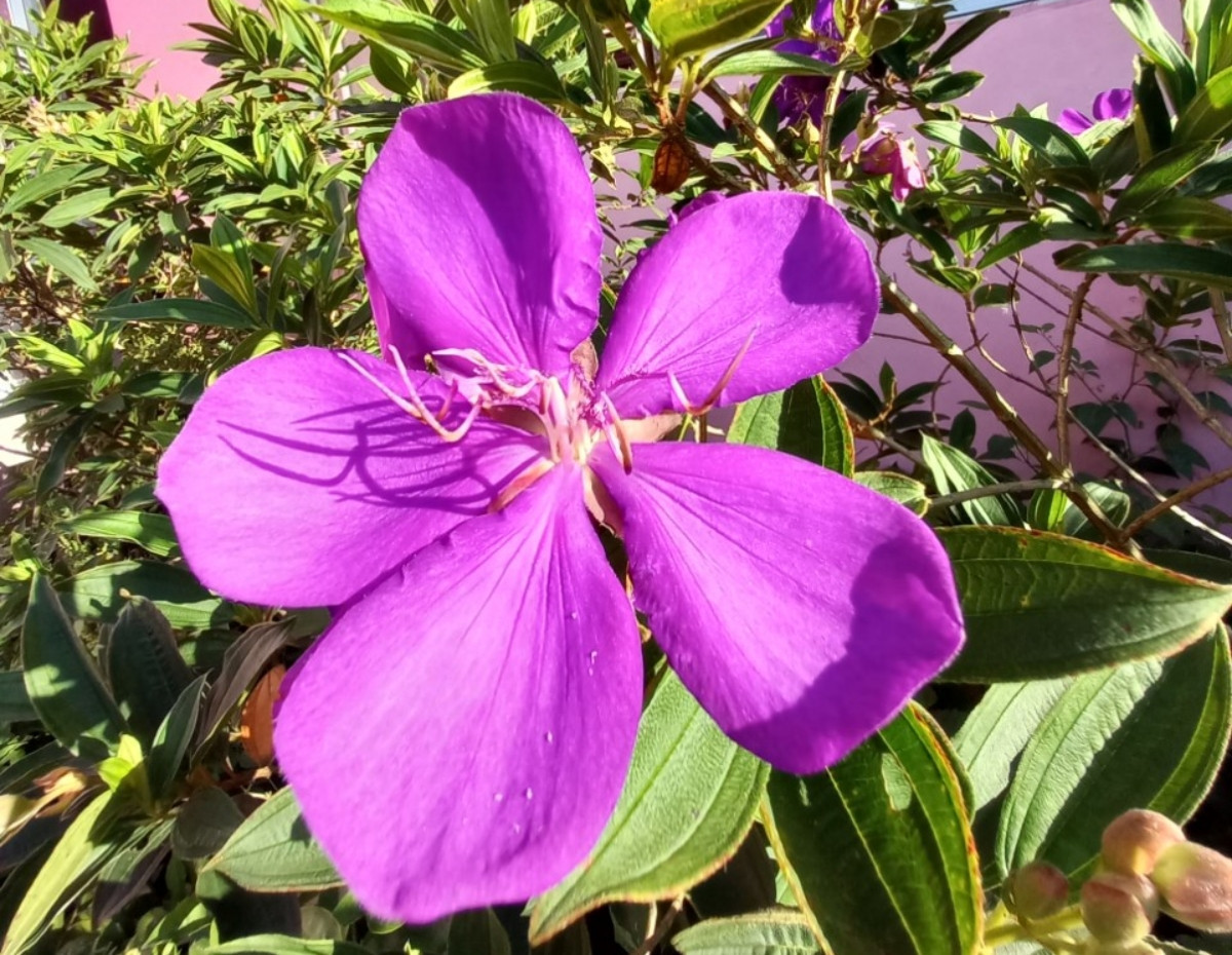 Ong lao U80 co can nha nhu mo giua vuon hoa ruc sac tim-Hinh-4