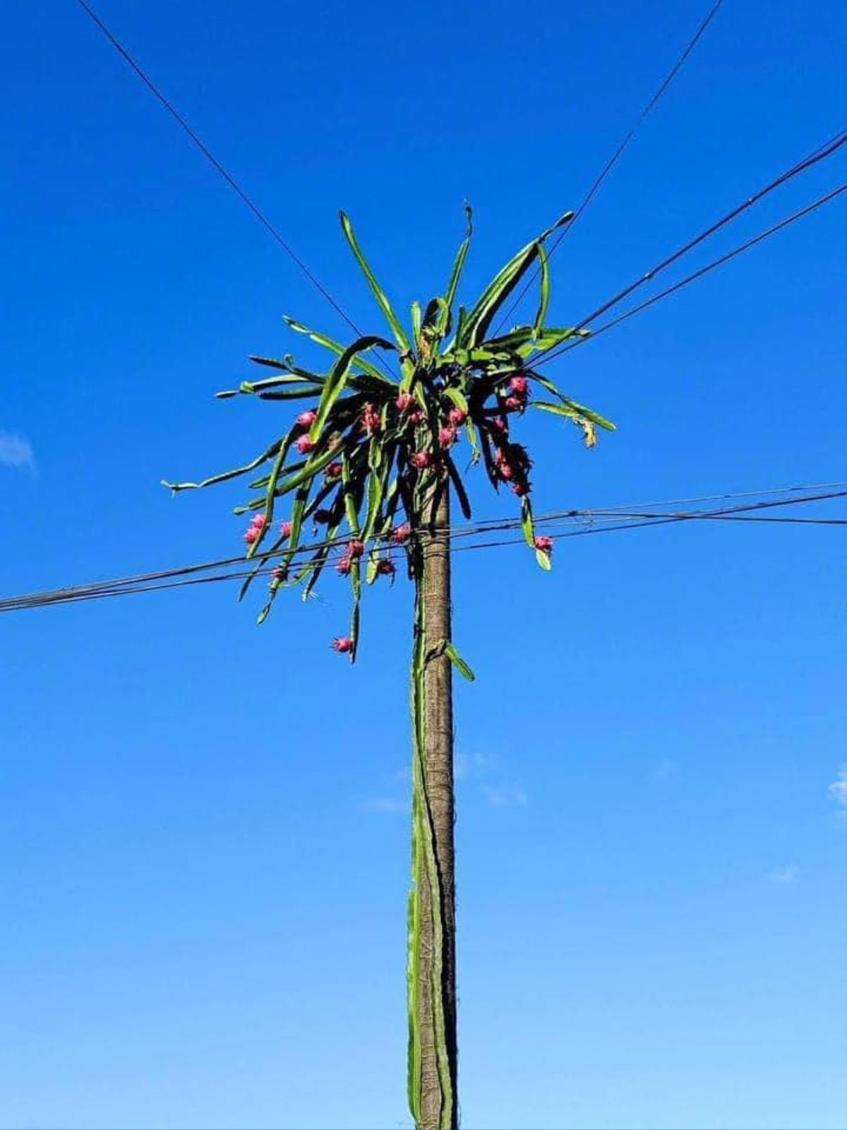 Cây thanh long có rất nhiều quả chín, mọc xum xuê ở các cành đến mức không đếm xuể. Ảnh: Saostar