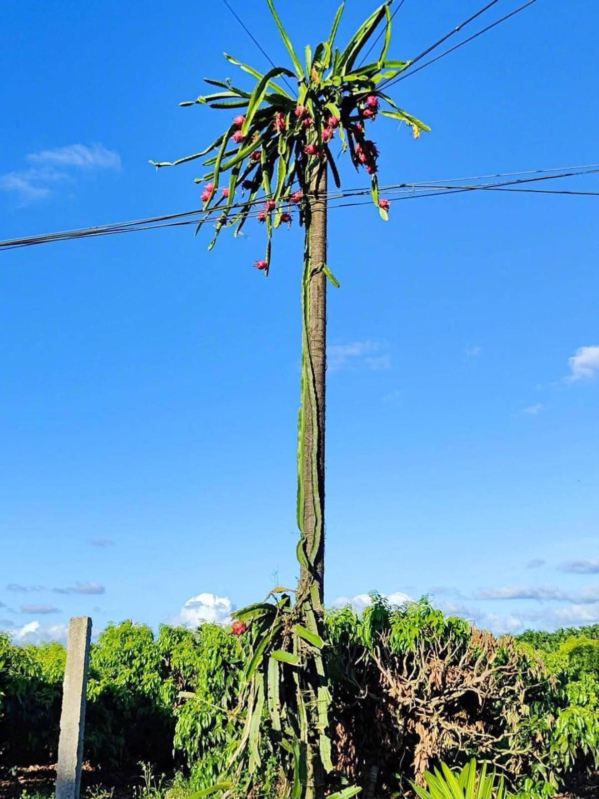 Tuy nhiên, gia chủ muốn hái những trái thanh long chín này không đơn giản. Bởi, cây thanh long này nằm cao chót vót, vượt cả đường dây điện như "thách đố" chủ nhân. Ảnh: Saostar