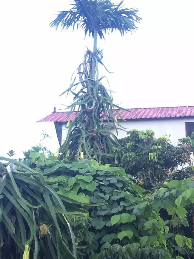 Khổ chủ cũng chỉ dám đứng dưới ngước nhìn. Ảnh: Facebook