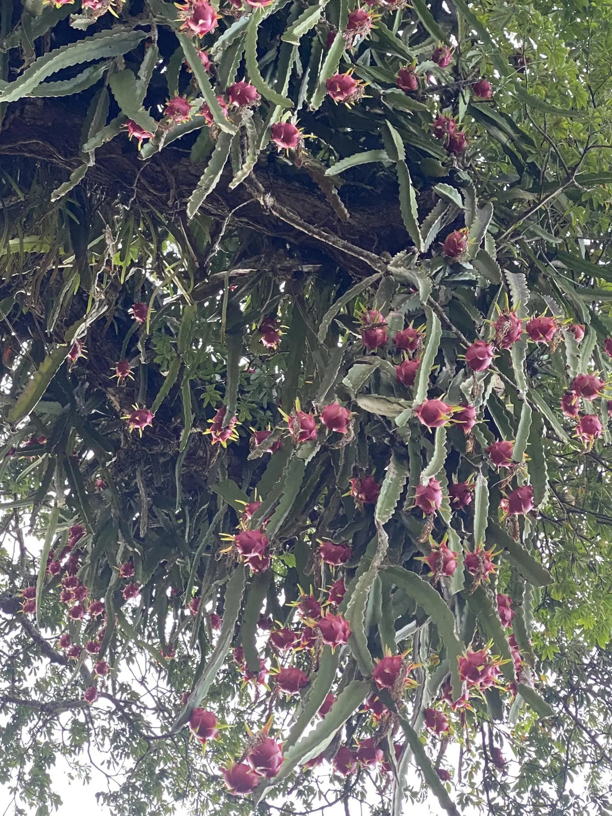 Những trái thanh long chín đỏ rực một góc trời, cành lá xum xuê. Ảnh: Tiktok