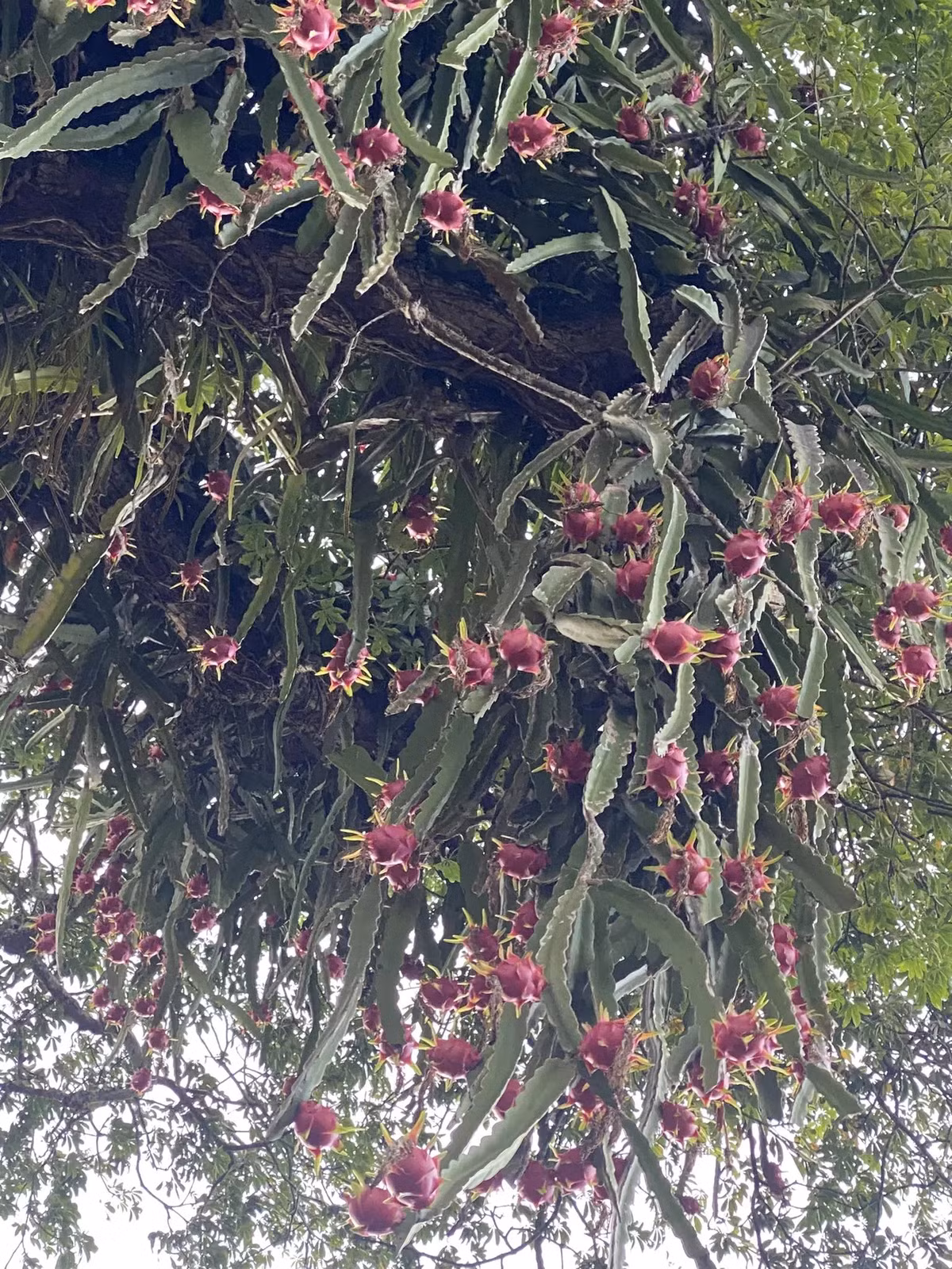 Những trái thanh long chín đỏ rực một góc trời, cành lá xum xuê. Ảnh: Tiktok