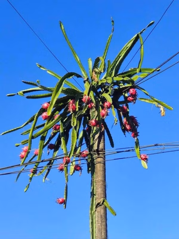 Mới đây, mạng xã hội truyền tay nhau loạt hình ảnh hài hước về một cây thanh long chi chít quả. Ảnh: Saostar
