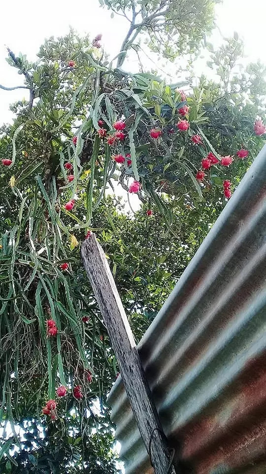 Cây cho trái từng chùm chín đỏ nhưng lại "tầm gửi" vào đúng thân cây mít cao vút khiến chủ nhà muốn hái cũng không dễ. Ảnh: Facebook