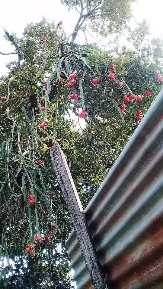 Cây cho trái từng chùm chín đỏ nhưng lại "tầm gửi" vào đúng thân cây mít cao vút khiến chủ nhà muốn hái cũng không dễ. Ảnh: Facebook