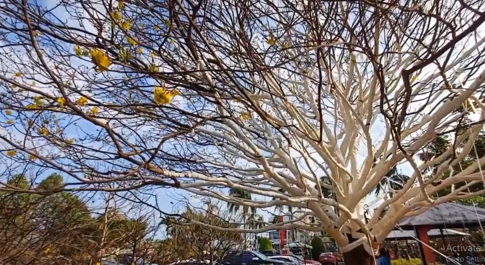 Do tán rộng nên việc vận chuyển cây mai vàng từ Đồng Tháp xuống Cà Mau ngốn tới 20 triệu đồng. Ảnh: Người lao động