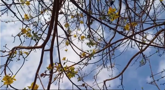 Nhiều người không khỏi thích thú, trầm trồ trước cây mai vàng được cho là "khủng" nhất ở chợ hoa Tết thời điểm này. Ảnh: Dân trí