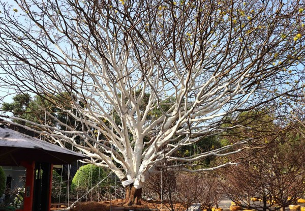 Chủ nhân của cây mai cho biết mua lại từ người khác nên không rõ bao nhiêu tuổi đời, nhưng ước chừng đã trồng được khoảng 50 năm. Ảnh: Cand