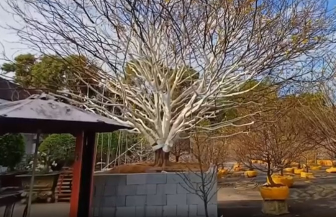 Tuy nhiên, với mức giá 2 tỷ đồng thì chỉ "đại gia" mới có thể sở hữu. Ảnh: Người lao động