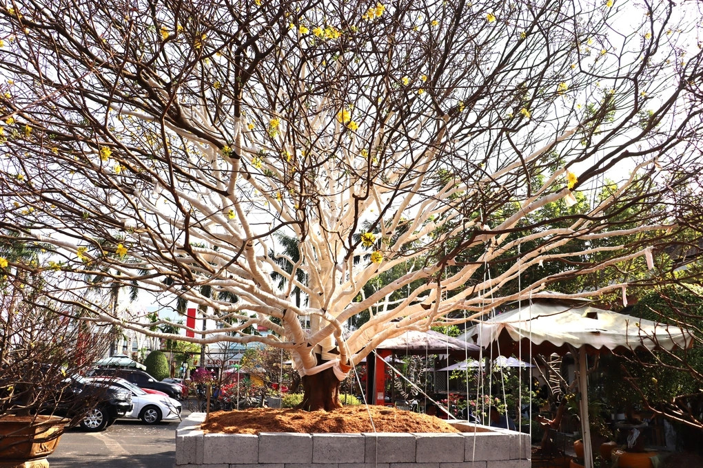 Cây mai vàng cao hơn 5 mét, tán rộng 12 mét...được trồng tạm trong một chậu cao 70 cm. Ảnh: Dân trí